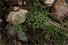 Euphorbia kadapensis